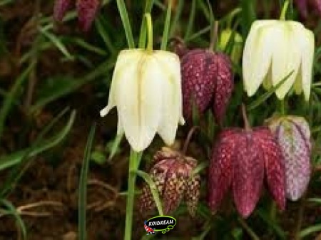 Fritillaria meleagris - Kievitsbloem