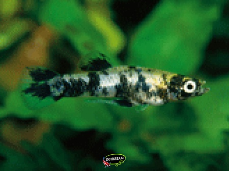 Gambusia affinis holbrooki - Muskietenvisje
