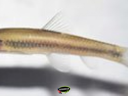Garra hughi
