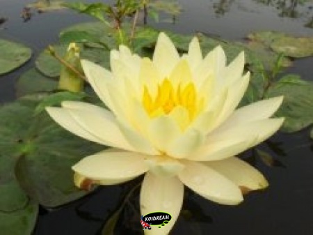 Geel Nymphaea Inner Light