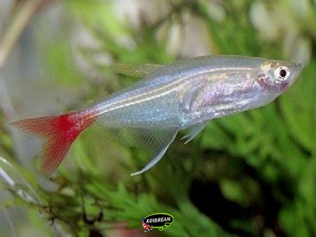 glasroodvinzalm