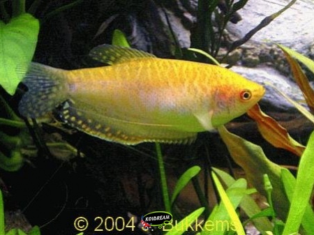 Goudgoerami