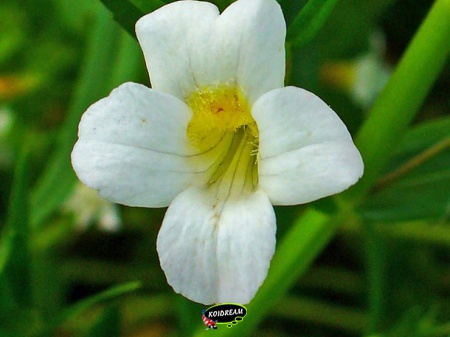 Gratiola officinalis - Genadekruid