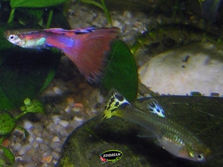 Guppy - Poecilia reticulata