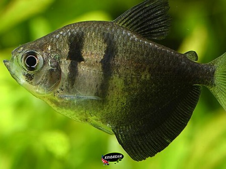 Gymnocorymbus ternetzi - Zwarte tetra