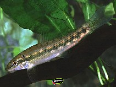 Gyrinocheilus aymonieri – Siamese algeneter