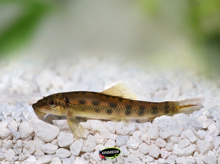 Gyrinocheilus aynomieri - Siamese algeneter