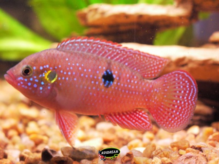 Hemichromis bimaculatus - Rode cichlide 
