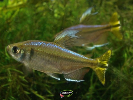 Hemigrammopetersius caudalis - Gele congozalm