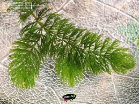 Hoornblad - Ceratophyllum