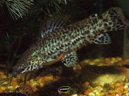 Hoplosternum thoracatum
