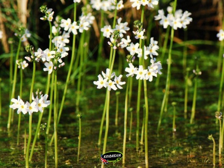 Hottonia palustris - Waterviolier