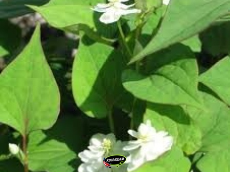 Houttuynia cordata - moerasanemoon