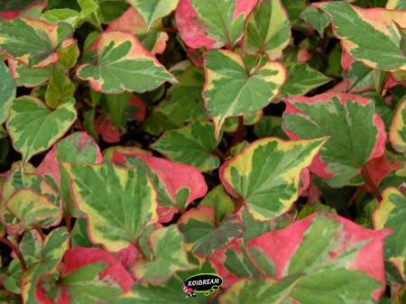 Houttuynia cordata 