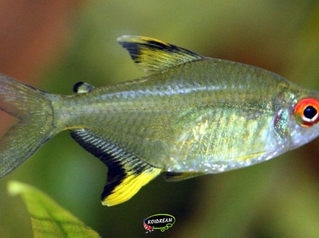 hyphessobrycon pulchripinnis