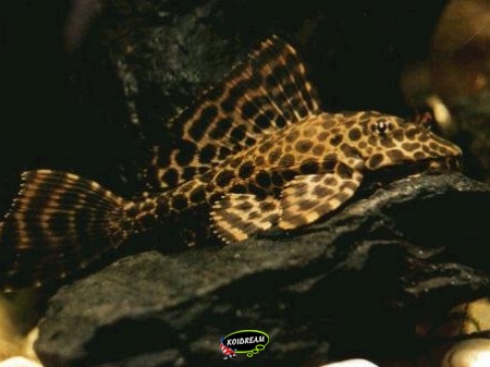 Hypostomus plecostomus