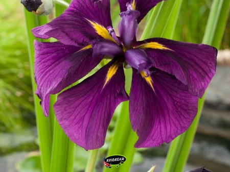 Iris kaempferi - Japanse iris
