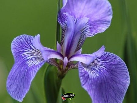Iris setosa - Borstelige iris 