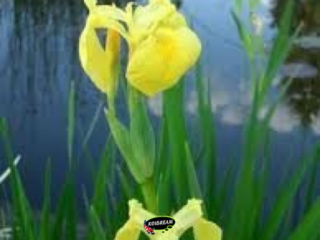 Iris speudacorus - Gele lis