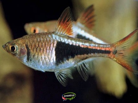 Kegelvlekbarbeel - Rasbora Heteromorpha