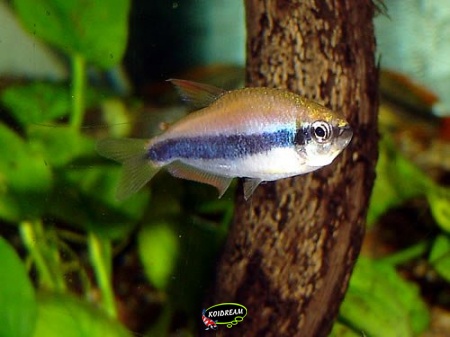 Keizertetra - Inpaichthys kerri