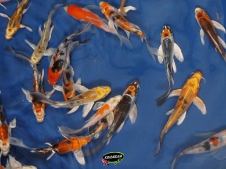 Kin Koi Butterfly A 8 - 11 cm