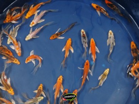 Kin Koi Butterfly B 8 - 11 cm