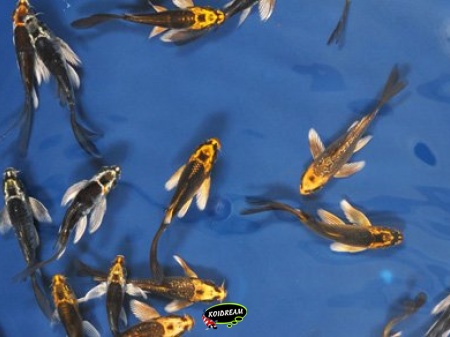 Kin Koi Butterfly ghost 8 - 11 cm