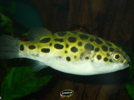 Tetraodon biocellatus / steindachneri