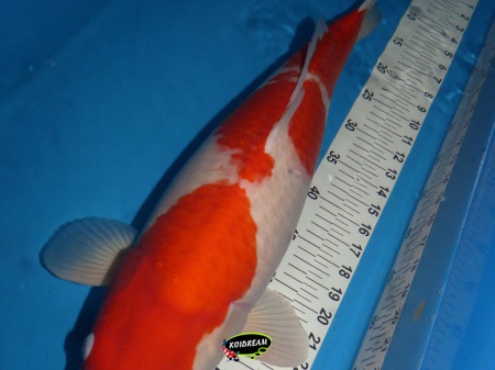 Kohaku