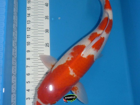 Kohaku