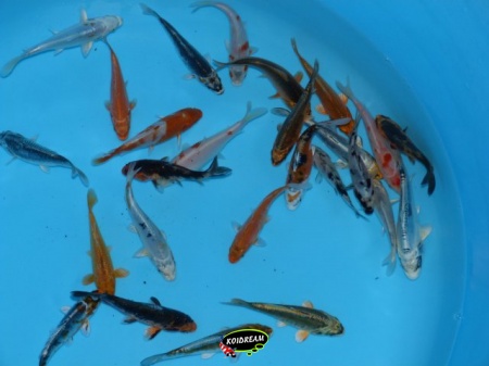 koi 10 - 12 cm