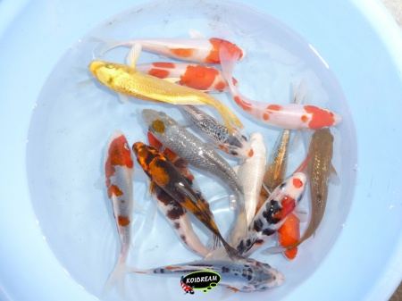 Koi Israel A 20 / 25 cm Madankoi