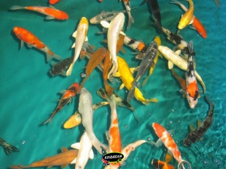 Koi Israel B 12 / 15 cm madankoi