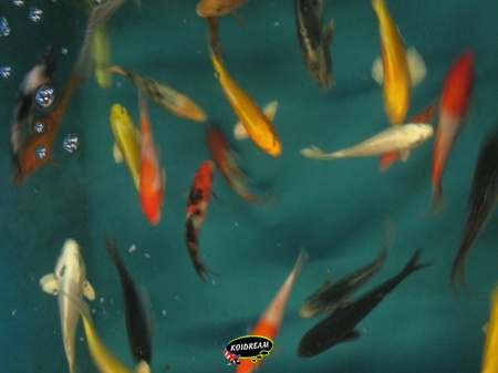 Koi Israel B 12 / 15 cm - Dagnoy