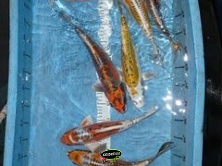 Koi Metalic HP 40 - 45 cm Madankoi