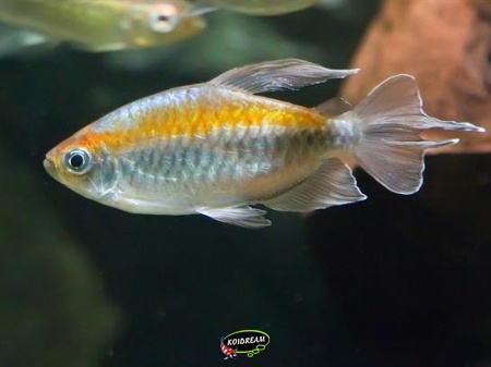 Kongozalm