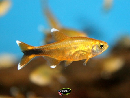 Koper tetra - Hasemania Nana