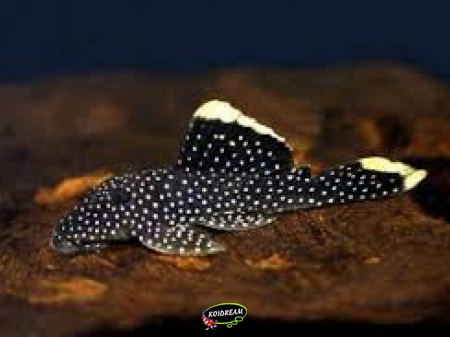 L-81 - Baryancistrus sp.