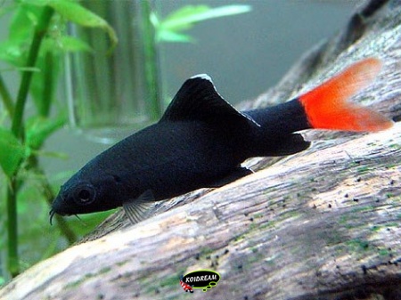 Labeo Bicolor