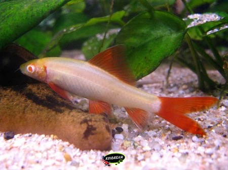 Labeo Bicolor alnino