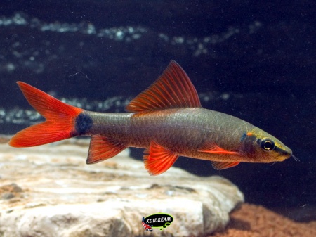 Labeo frenatus 