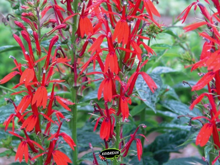 Lobelia cardinalis - Kardinaalslobelia 