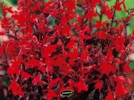 Lobelia fulgens 