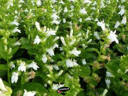 Lobelia siphilitica 