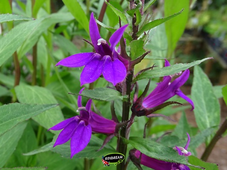 Lobelia vedrariensis 