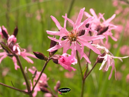 Lychnis flos-cuculi - Echte koekoeksbloem