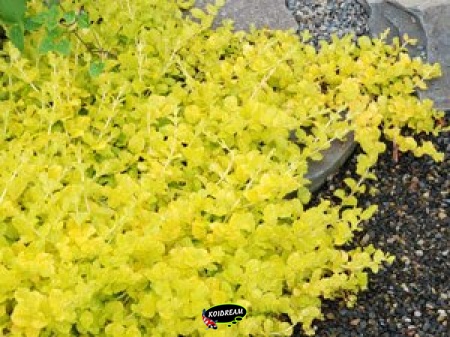 Lysimachia aurea