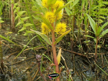 Lysimachia thyrsiflora - Moeraswederik 