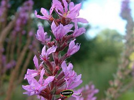 Lythrum Salicaria